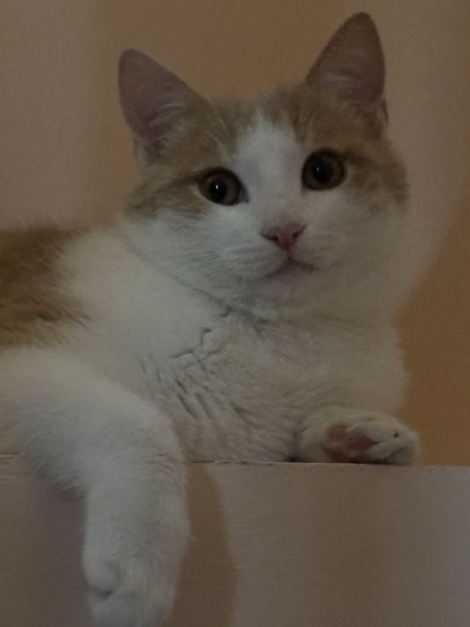 Отдам котят в хорошие руки