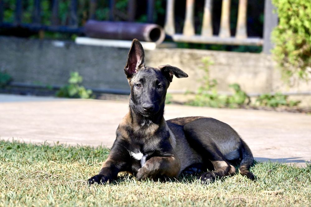 Ciobanesc Belgian - Malinois