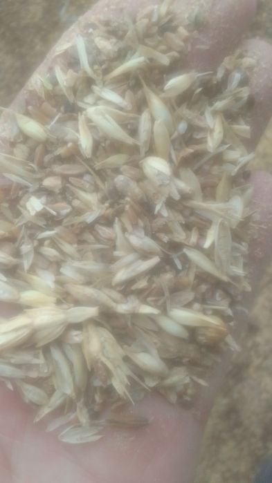 Зерноотходы Полова Отходы