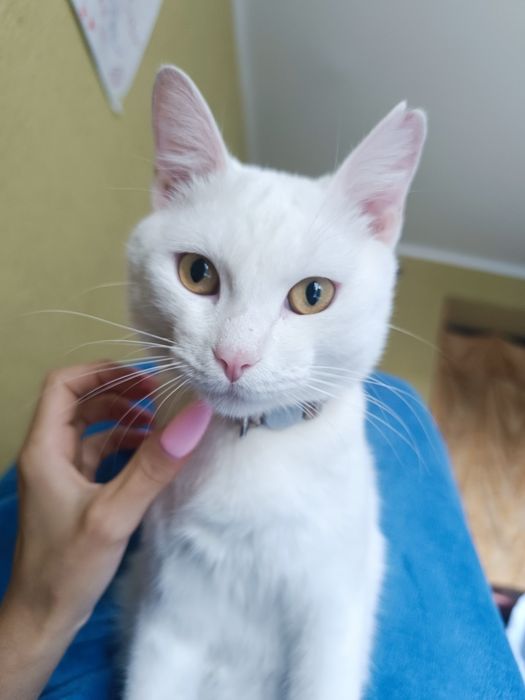 Кот 8 месяцев Домашний,