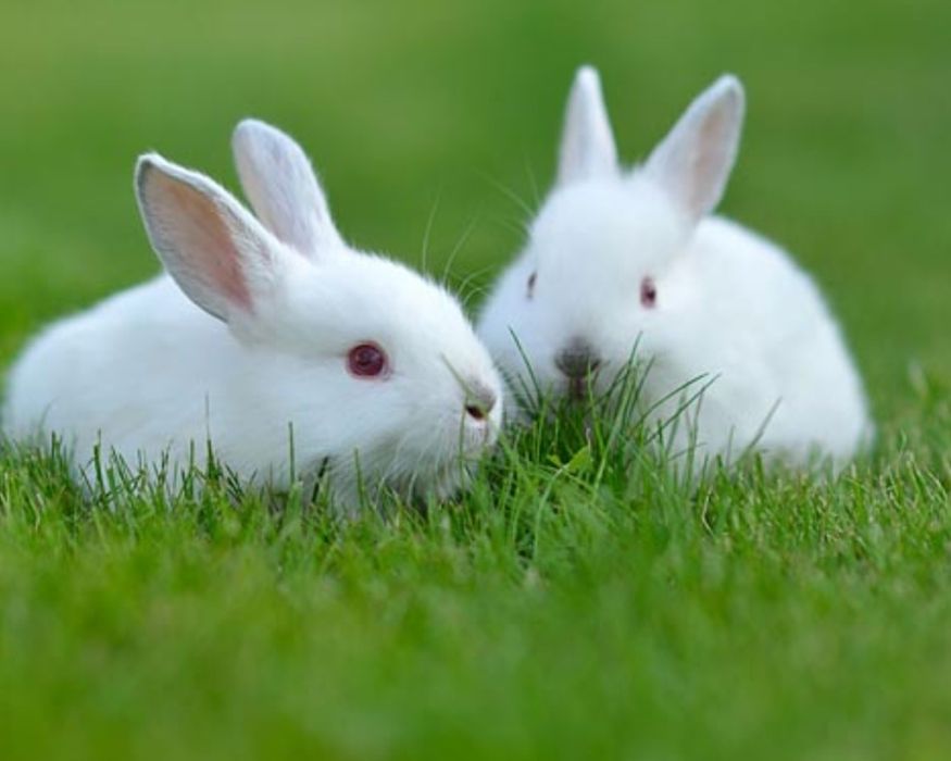 Quyon bolasi 32 oylik