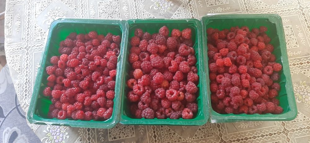 Продам свежесобранную малину