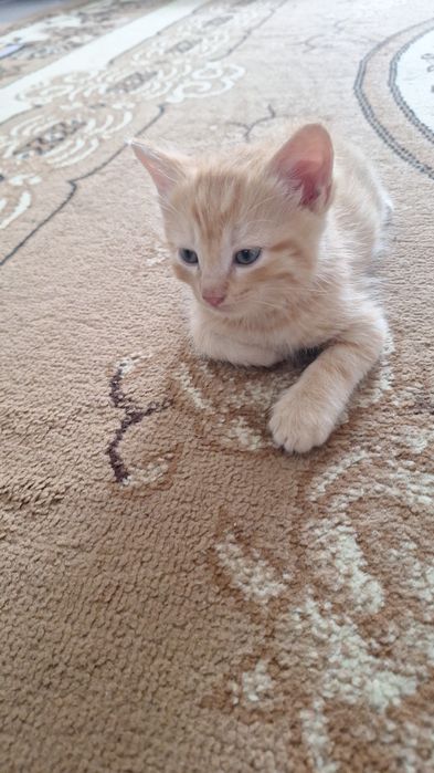 Котята в хорошие руки
