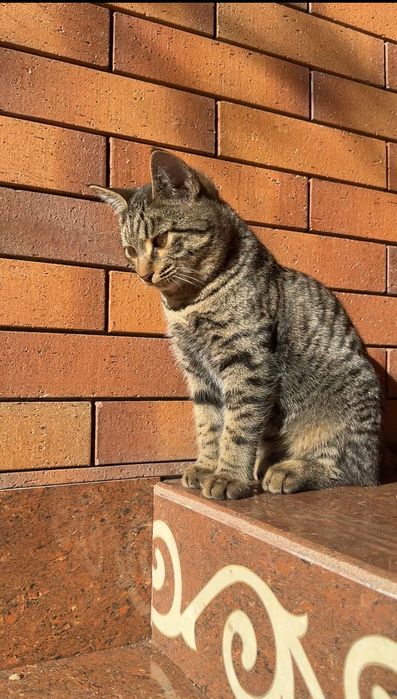 Кошки отдам даром