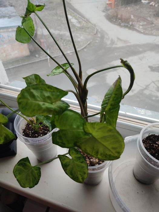 Продам комнатные цветы