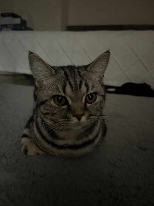 Британская кошка