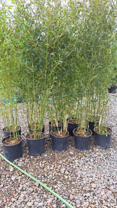 Plante Decorative de Calitate cu Garanție de Prindere