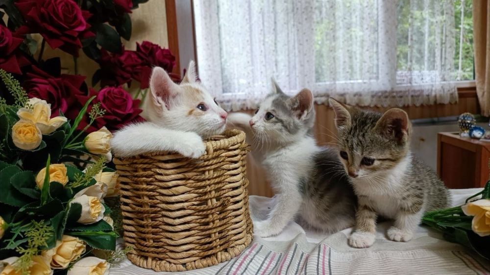 Отдаем котят чистенькие