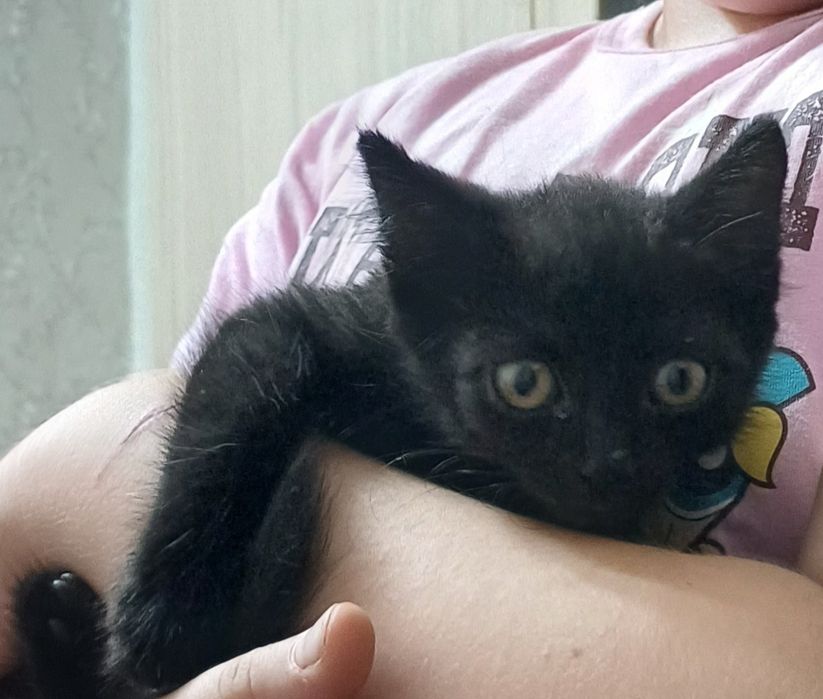 Котёнок     мальчик