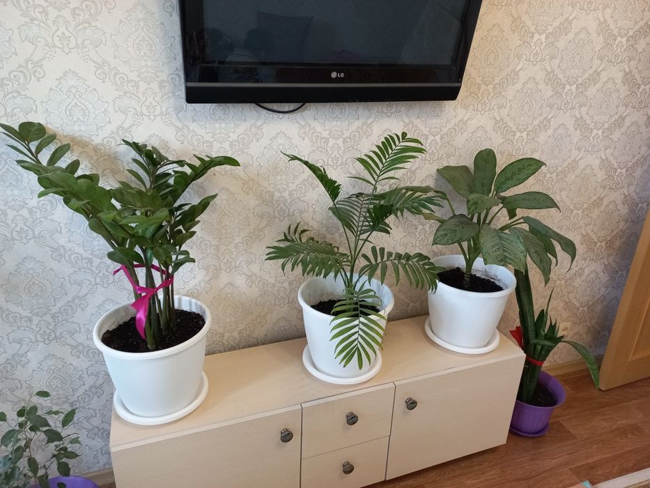 Комнатные цветы .