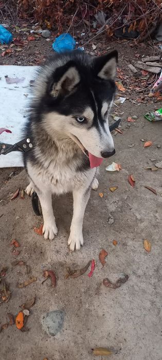 Хаски умный сабака