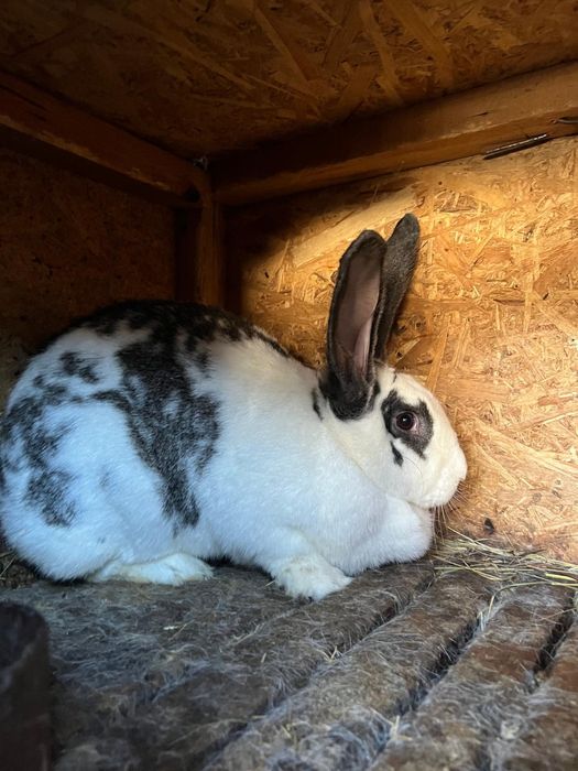 Vând iepuri rasa de carne