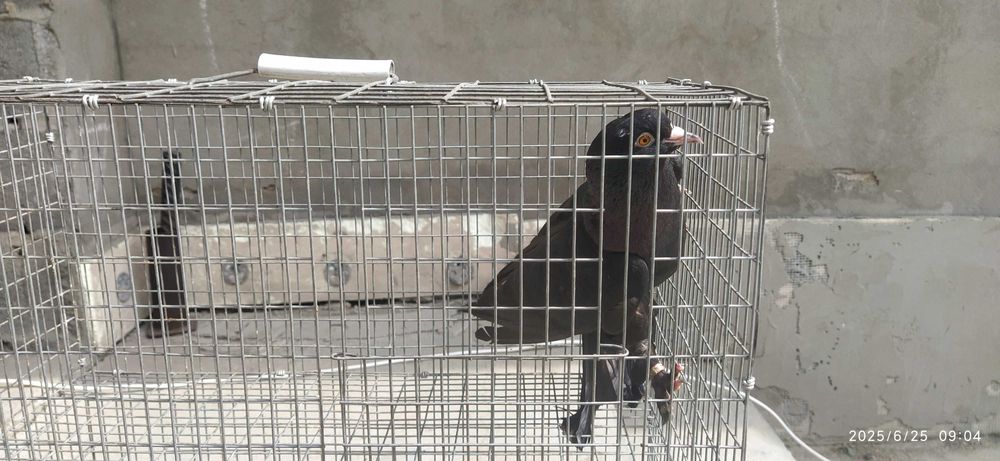 Голубь Такла гибрид Самец Ярый