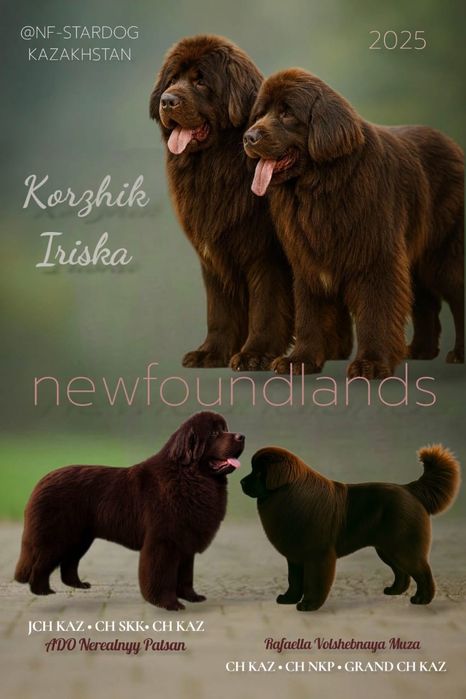 Щенки Ньюфаундленда