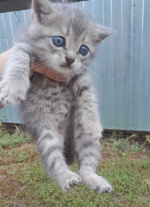 Продам  котенка шотлагский