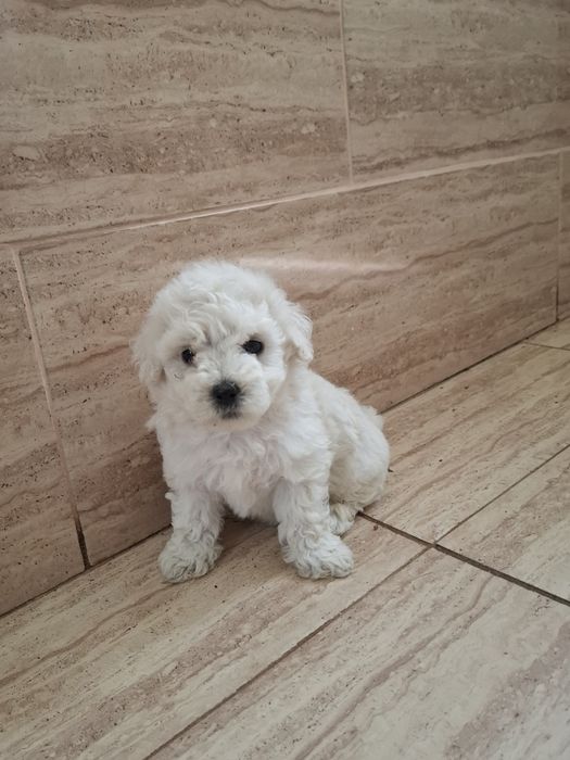 Bichon  Maltez 8 săptămâni !