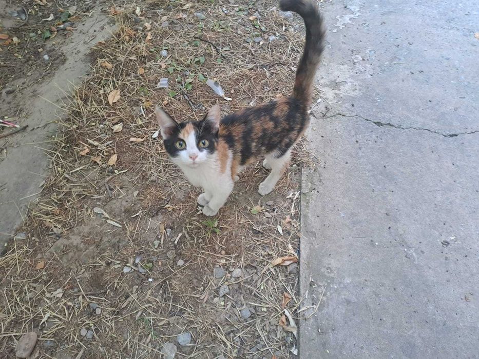 Котенок трехцветная с белыми лапками, 3.5 мес., котята разные...