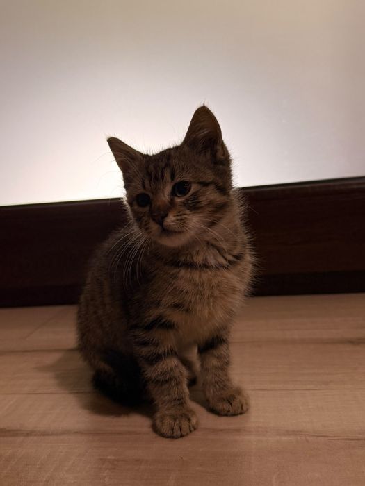 Ofer spre adopție!!!