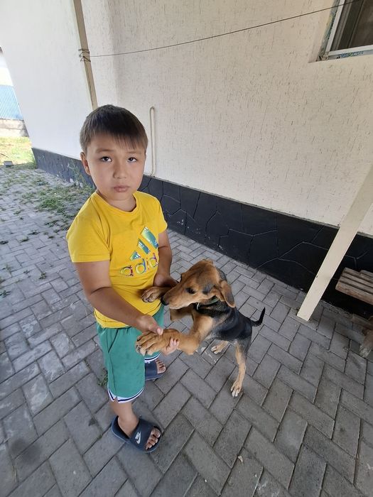 Продам шенок сабаку