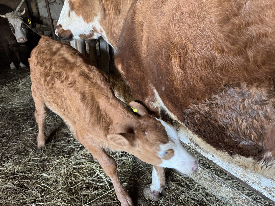 Продам корову с теленком 2 месяц