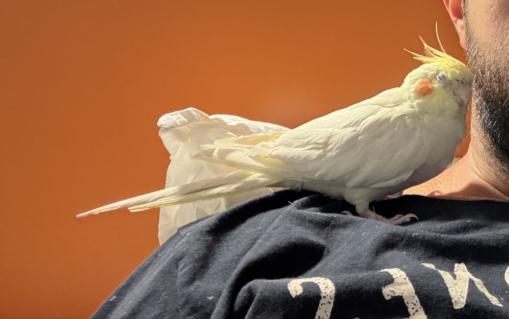 само мъжкия се продава (белия)