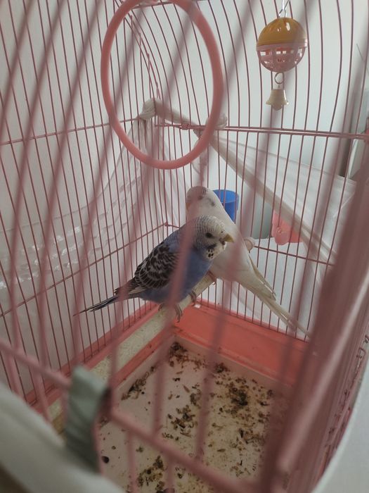 продам попугая со всеми условьями