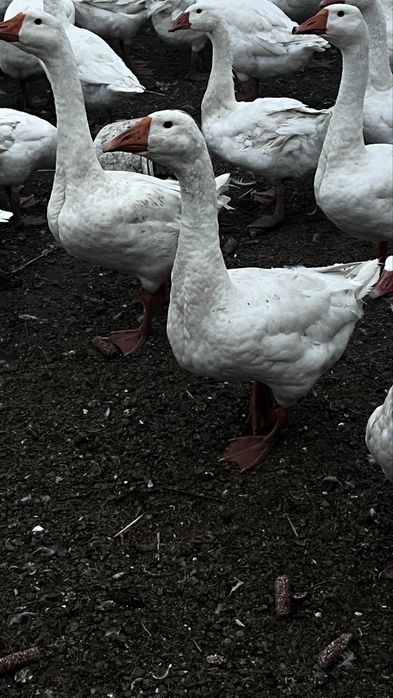 Гуси хорошие крупные