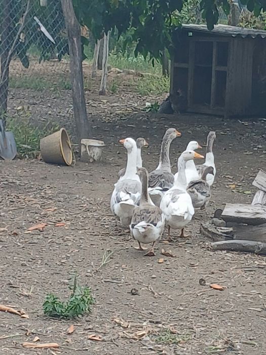 Gâște de vanzare