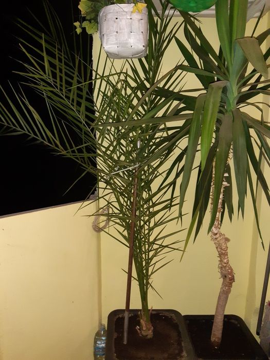 Финикова палма и юка