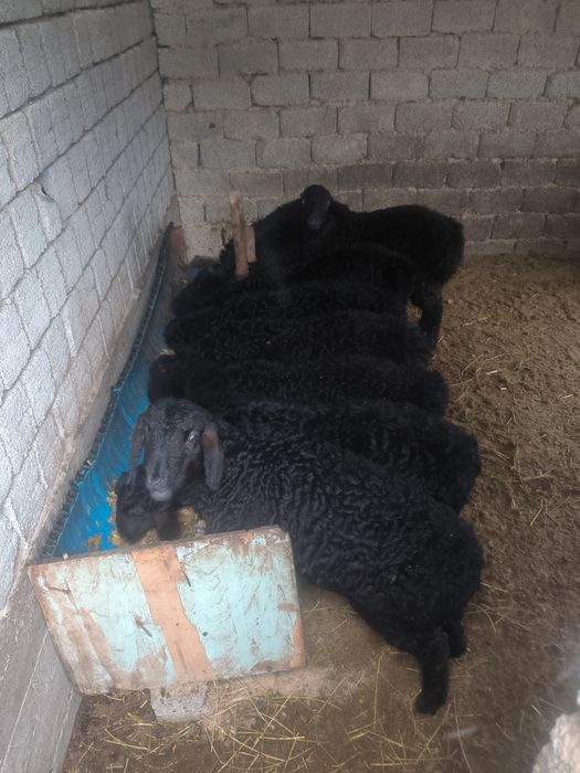 Кози кочкорла сотилади срочно