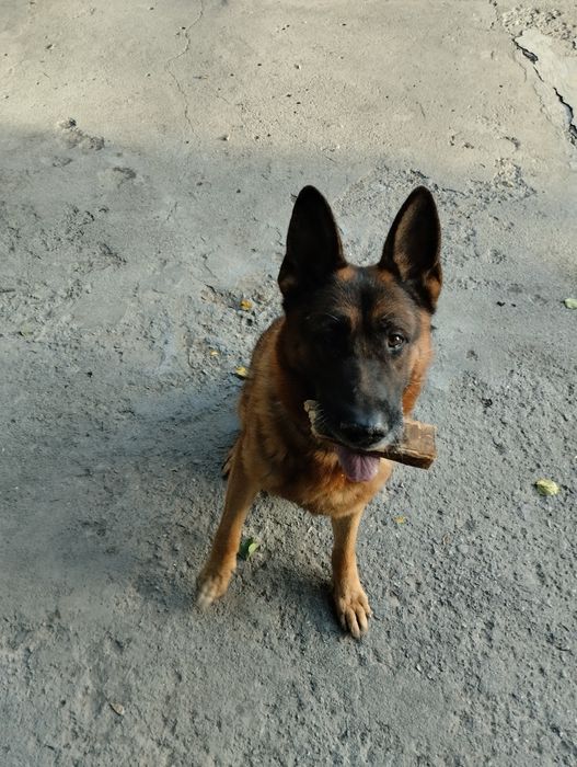 Немецкая овчарка.кобель.