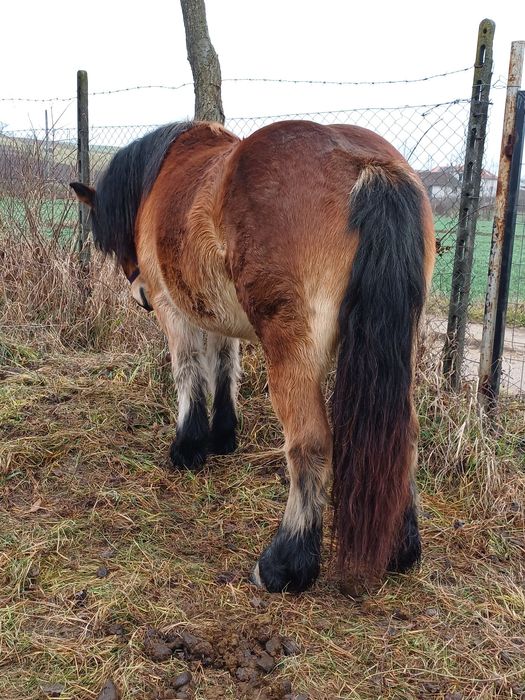 Vând mânză Ardeneză de 2 ani