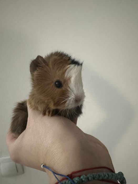 Porcusori de Guineea