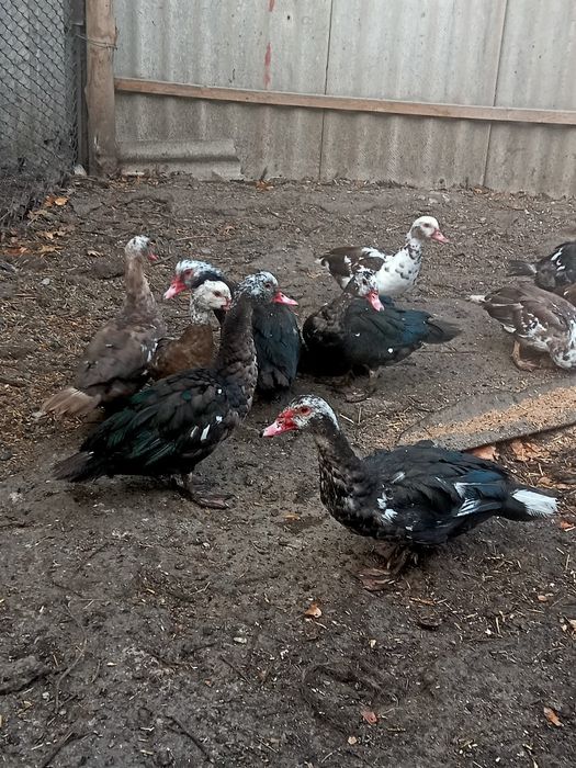 Продаются индоутки . 5000т.