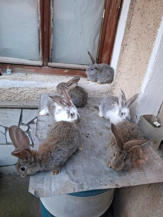 Продавам зайци малки и големи