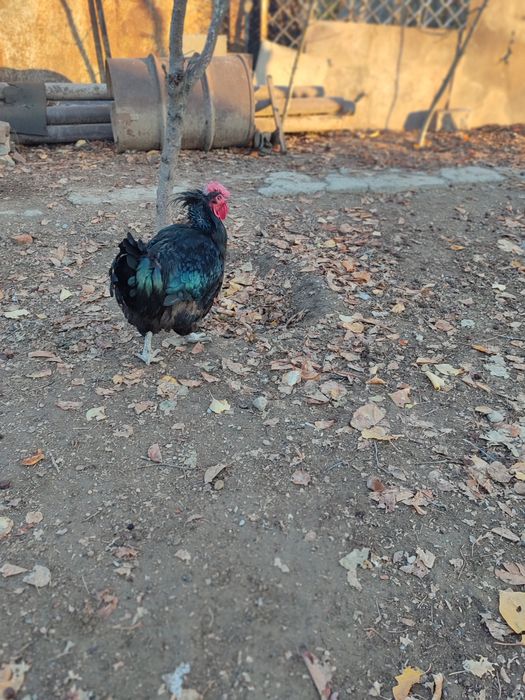 Жыныстық жұмыс туралы сұхбат