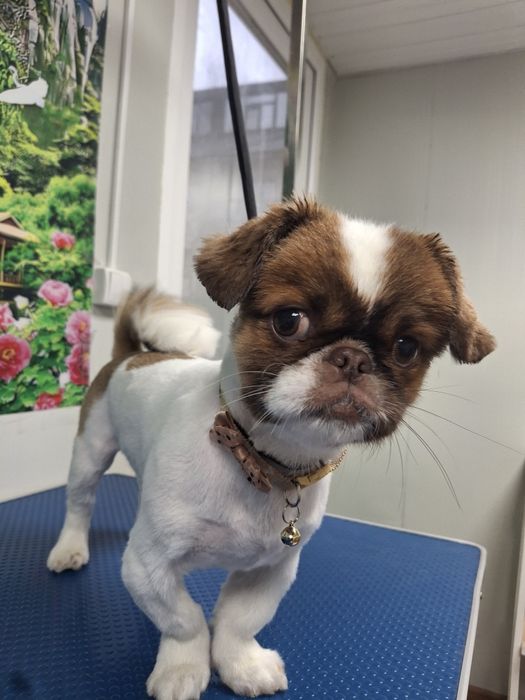 Frizerie canina  Tuns la domiciliu sau salon,Taxi