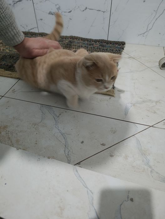 Scottish Fold mushuk sotiladi