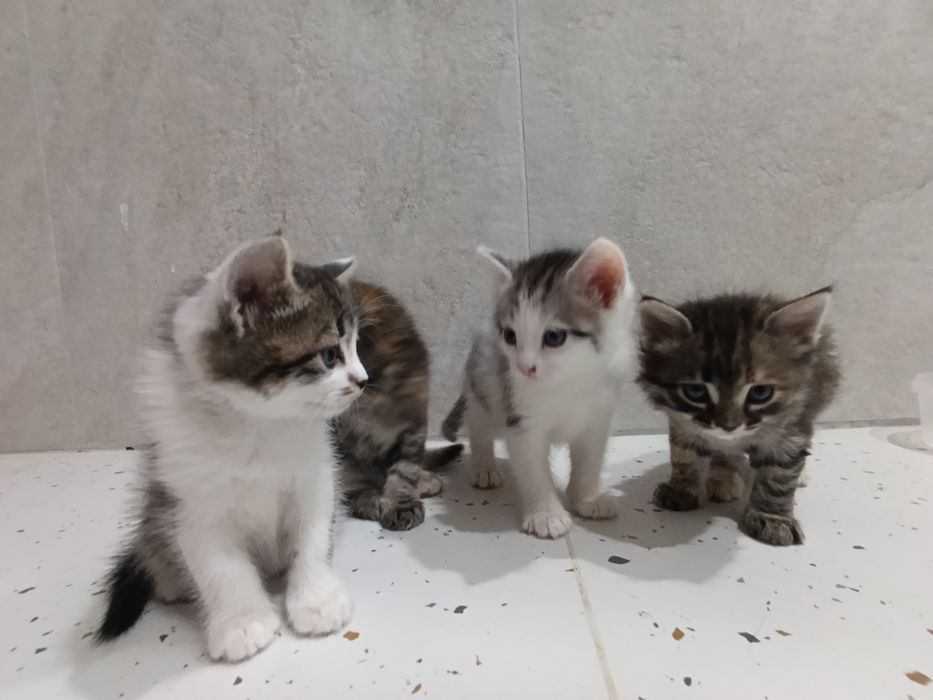 Отдам котят в добрые руки