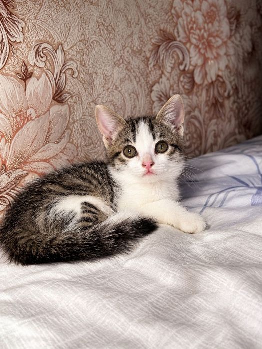 Кошка девочка,приучена к горшку,игривая,в добрые руки