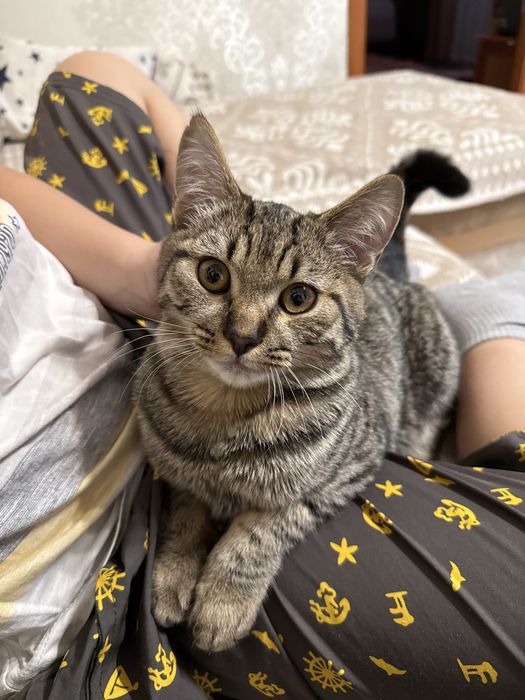 Продаем котенка 6 месяцев