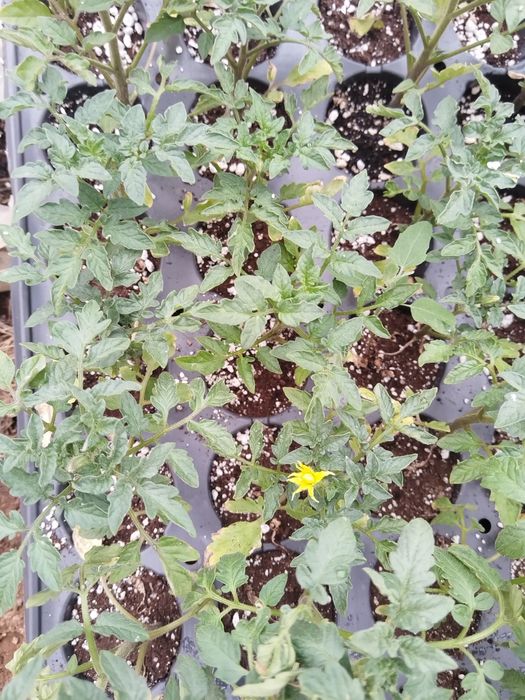 Разсад от Родопите – здрав и устойчив отгледан на над  900м