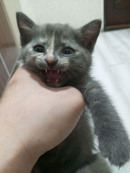 Котёнок в хорошие руки