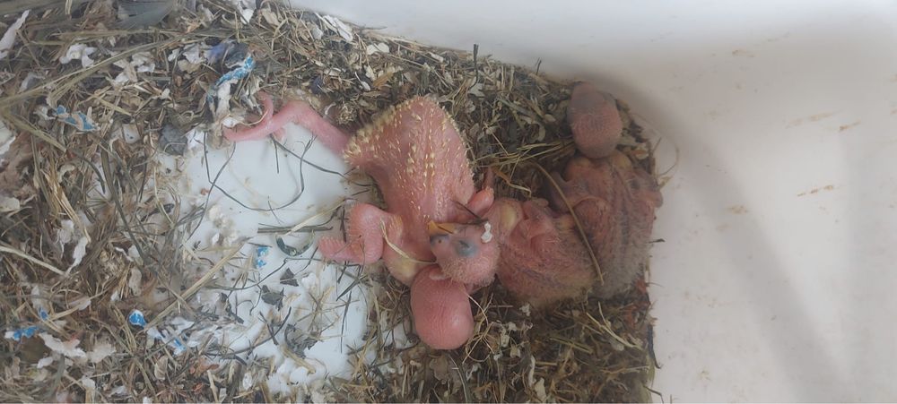 Vând fetițe agapornis + pui disponibili din Iulie
