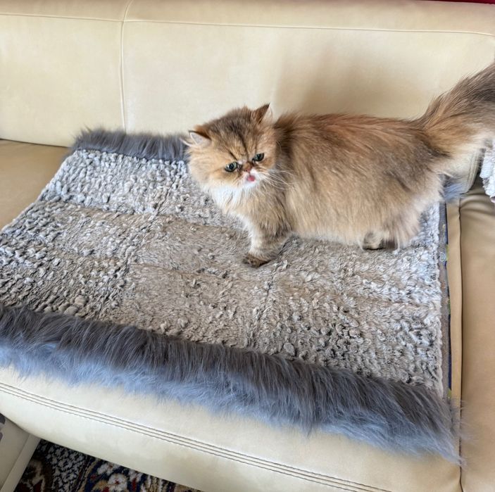 Легло-тунел 2в1 за котка