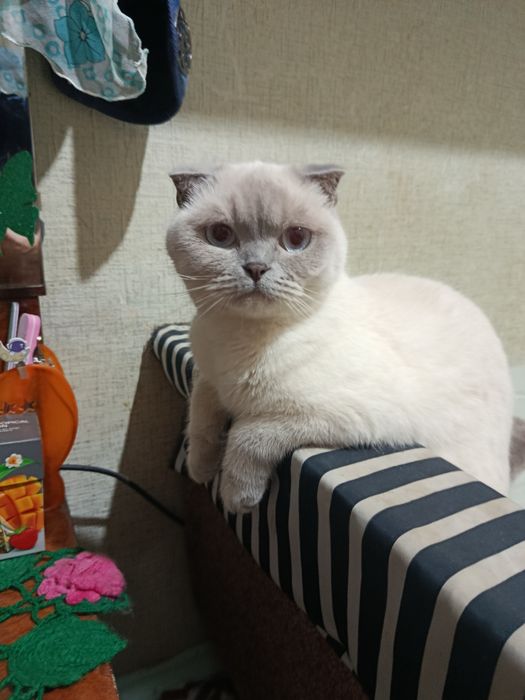 Ищу кота для вязки