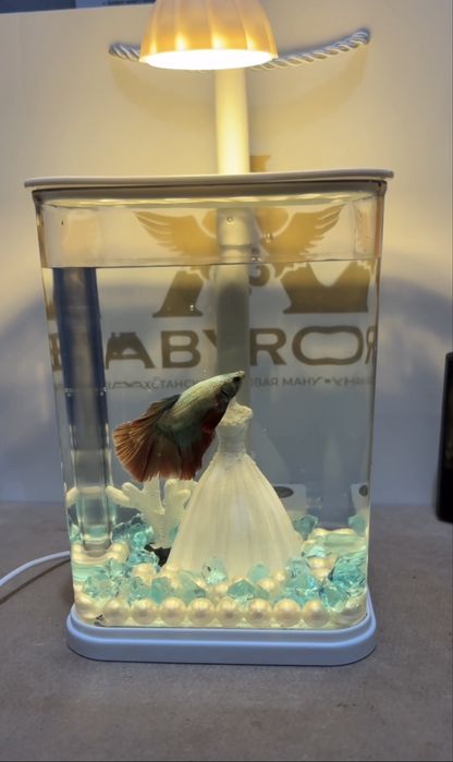 Аквариум – Үйіңізге Әсемдік Қосыңыз!