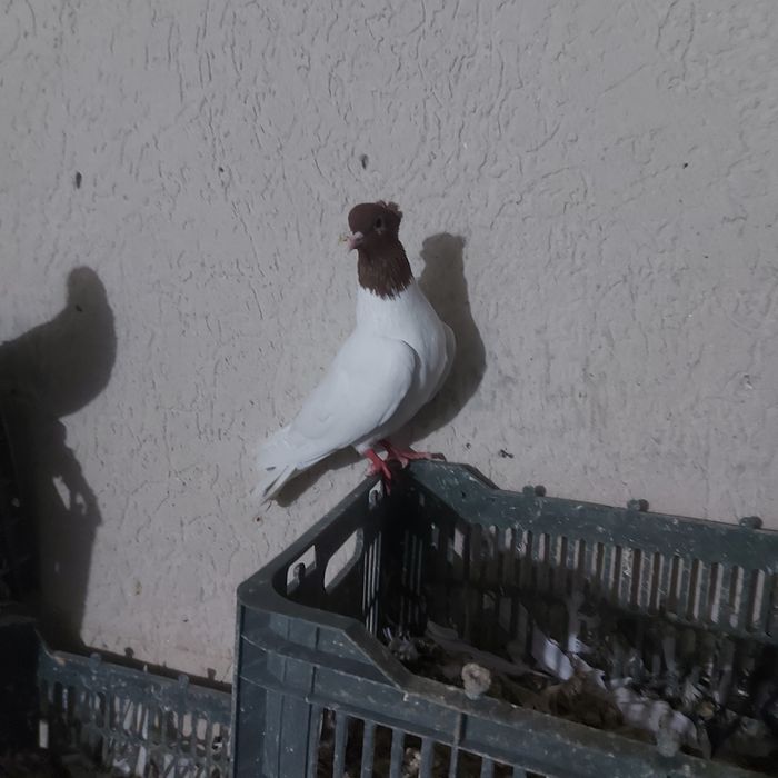 Кизилбас самец лет бой канкретна