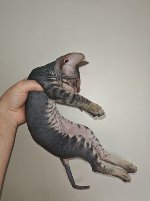 Продам котёнка сфинкса
