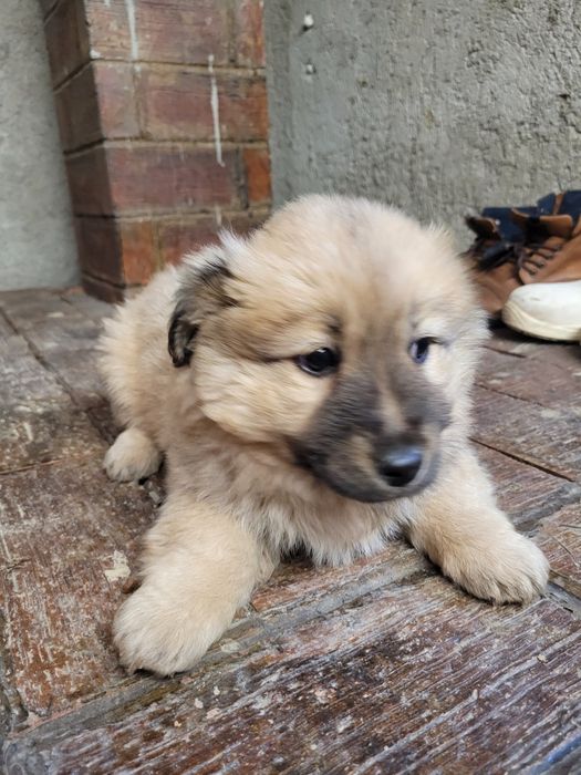 Donez doi căței de talie mică